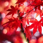 陶笛|轻音乐 放松 催眠 怀旧-佚名-助眠哄睡专区