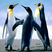 配音学习作业-佚名-慵懒的葛优躺