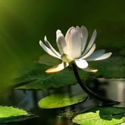 深度睡眠下雨声|助眠雷雨声-佚名-水