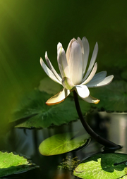 深度睡眠下雨声|助眠雷雨声-佚名-水