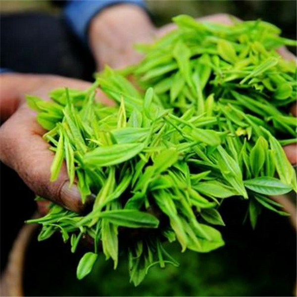 茶经