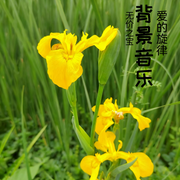 互动背景音乐-佚名-葡萄妈妈