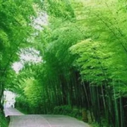 重庆|茶山竹海-佚名-恋景学院