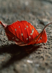 睡前催眠|轻松入睡-佚名-水