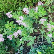 春-佚名-主播冷芊芊