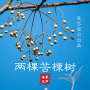 两棵苦楝树-辽宁少年儿童出版社-芭莎宝贝