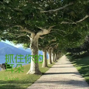 抓住你得耳朵-佚名-闻人六神
