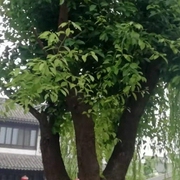 读书园地-佚名-万年妖狐