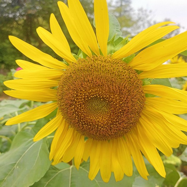 情绪芳心