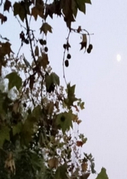 美美学习台-佚名-杨健