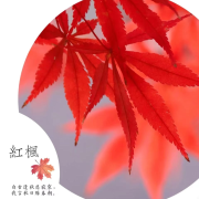 红叶--贝小易-