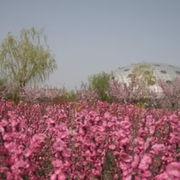咸阳|西北农林科技大学博览园-佚名-恋景学院