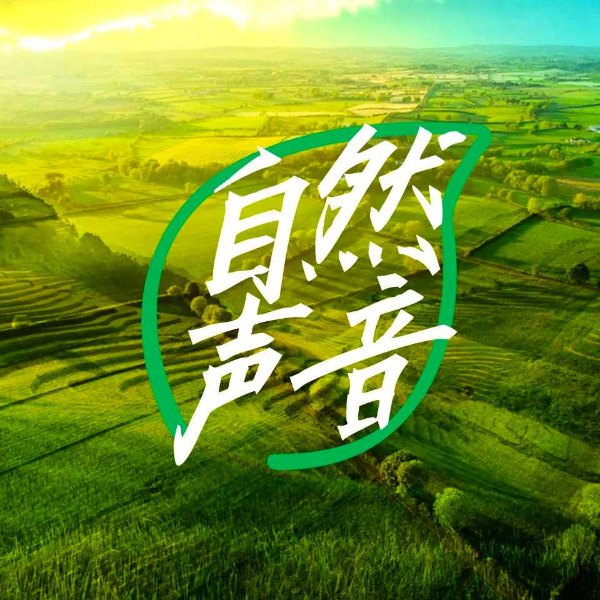 自然之声|雨声催眠 大自然的声音 助眠白噪音 入睡冥想轻音乐