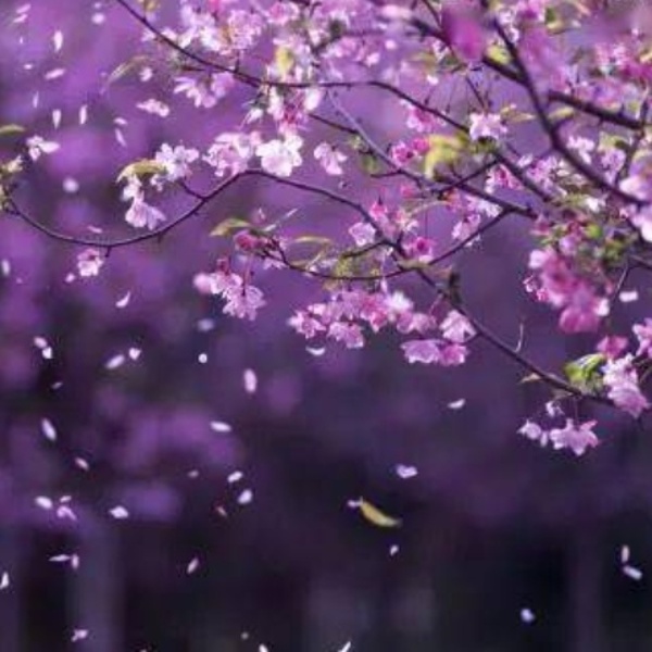 梦里花 多版本|助眠纯音乐