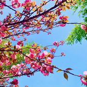 聊斋奇闻-佚名-悟空你真逗