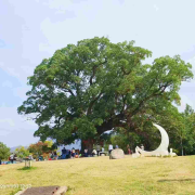 《致橡树》--方天fang-佚名