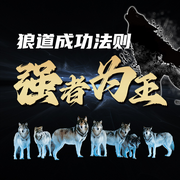 狼道成功法则：强者为王|狼性处世-佚名-天琪热播剧场