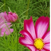 散文-佚名-主播文竹