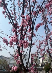 农村修仙-佚名-云小落