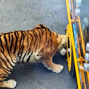 动物趣闻-佚名-