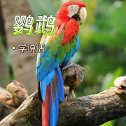 鹦鹉八哥学说话（精选）30天包开口--枷锁-佚名