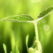 王阳明心学智慧|王阳明-佚名-辰露