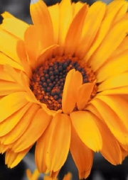 重生溺宠冥王妃-佚名-晖晖