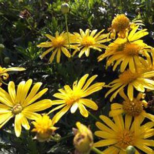 弟子规里的小故事-佚名-主播沈闯姐姐故事会