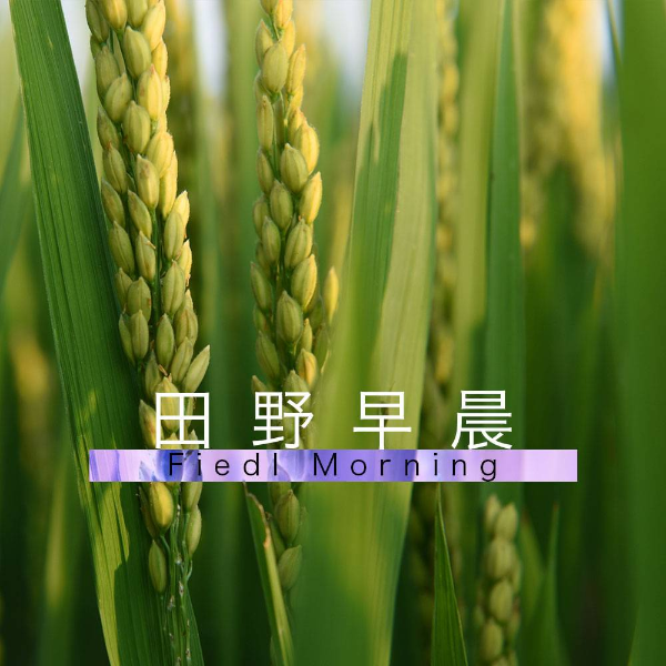 疗愈  大自然 减压 白噪音 田野早晨